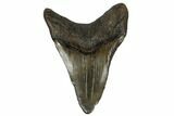 3.77" Fossil Megalodon Tooth - South Carolina - #180917-1